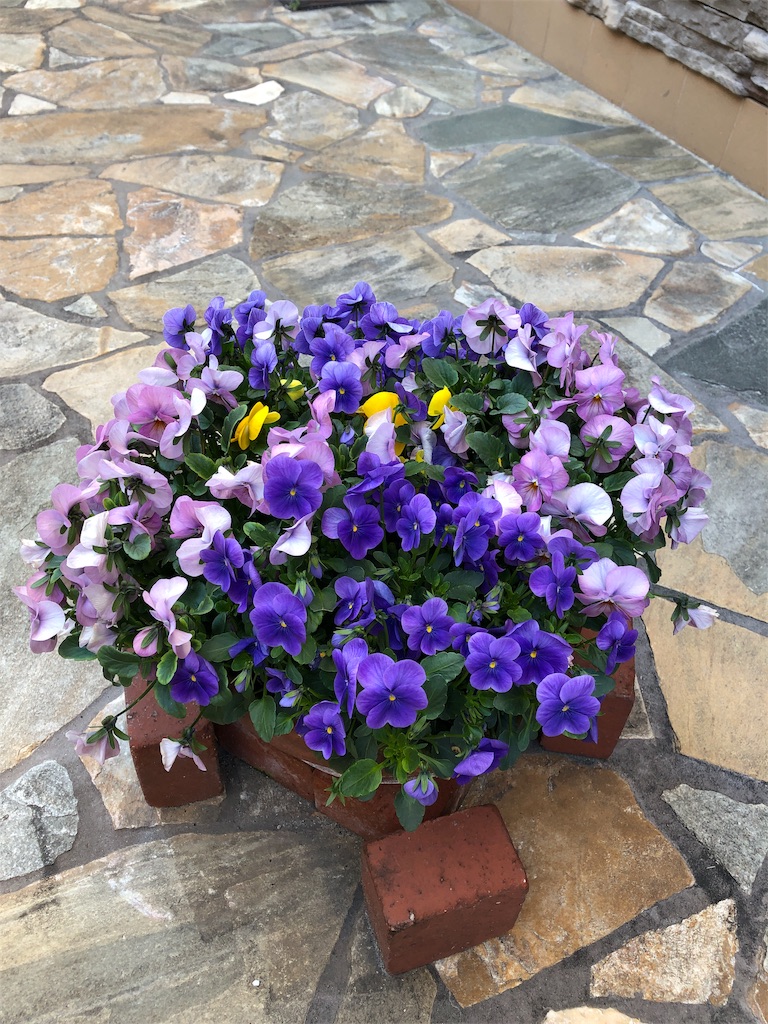 f:id:mameland:20190323090845j:image