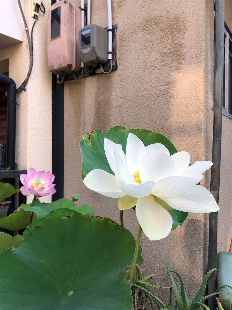 f:id:mameland:20190831113334j:image