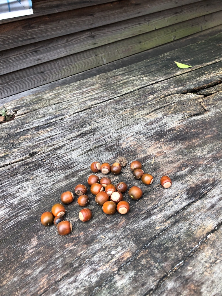 f:id:mameland:20190911153840j:image