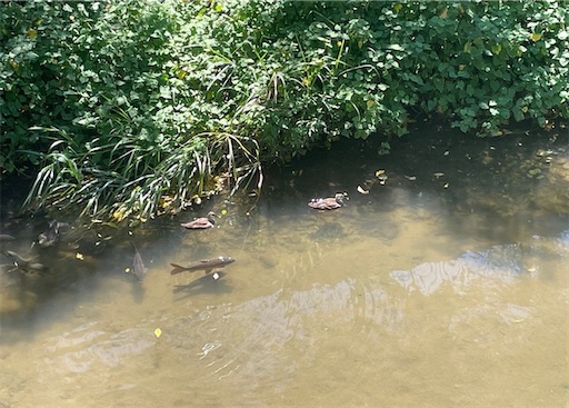 f:id:mamemame08:20240828153909j:image f:id:mamemame08:20240828153909j:image