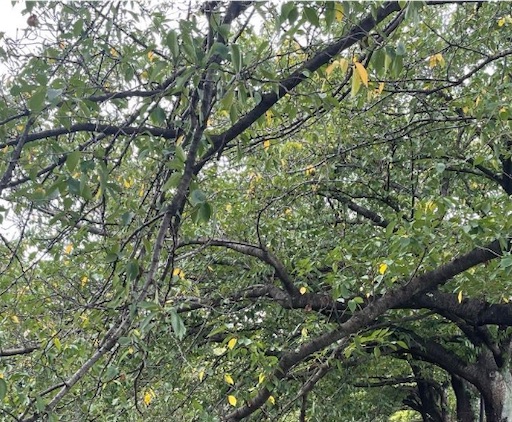 f:id:mamemame08:20240828154636j:image f:id:mamemame08:20240828154636j:image