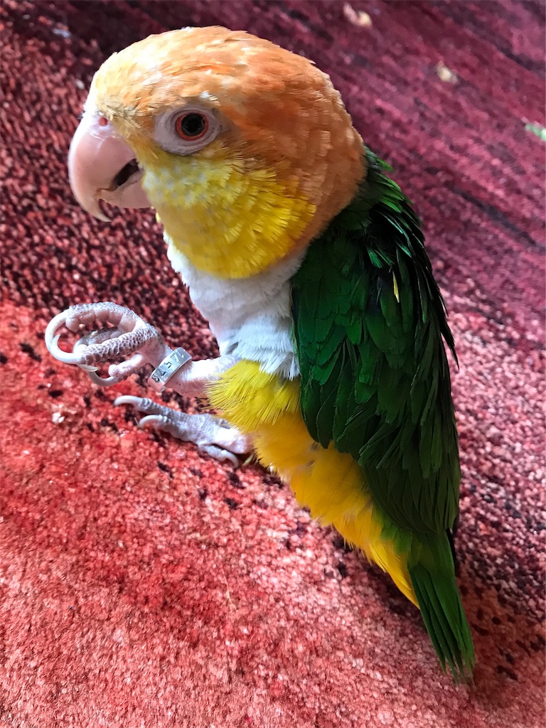 f:id:mamemaruchan:20190414215905j:image f:id:mamemaruchan:20190414215905j:image