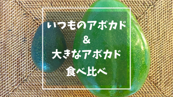 いつものアボカドと巨大アボカド（フロリダアボカド）食べ比べ