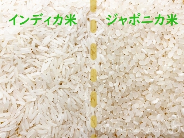 バスマティライスとジャスミンライスの違い 食べ比べ 写真あり Mamemiso Diary
