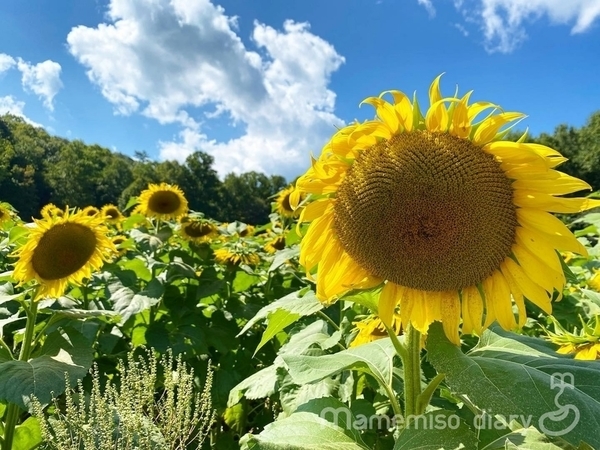 アメリカのひまわり畑（Sunflower fields）で癒される | ジョージア州