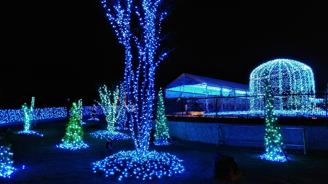 f:id:mamemuchi:20201123110505j:plain