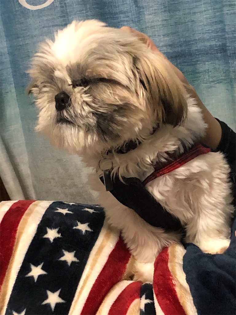 f:id:mamemuu:20190622104742j:image