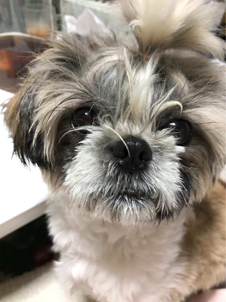 f:id:mamemuu:20190622104814j:image
