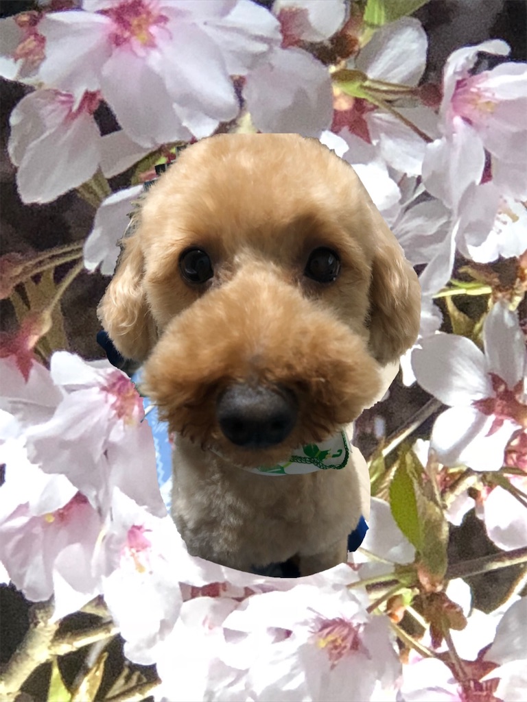 f:id:mamemuu:20190702094905j:image