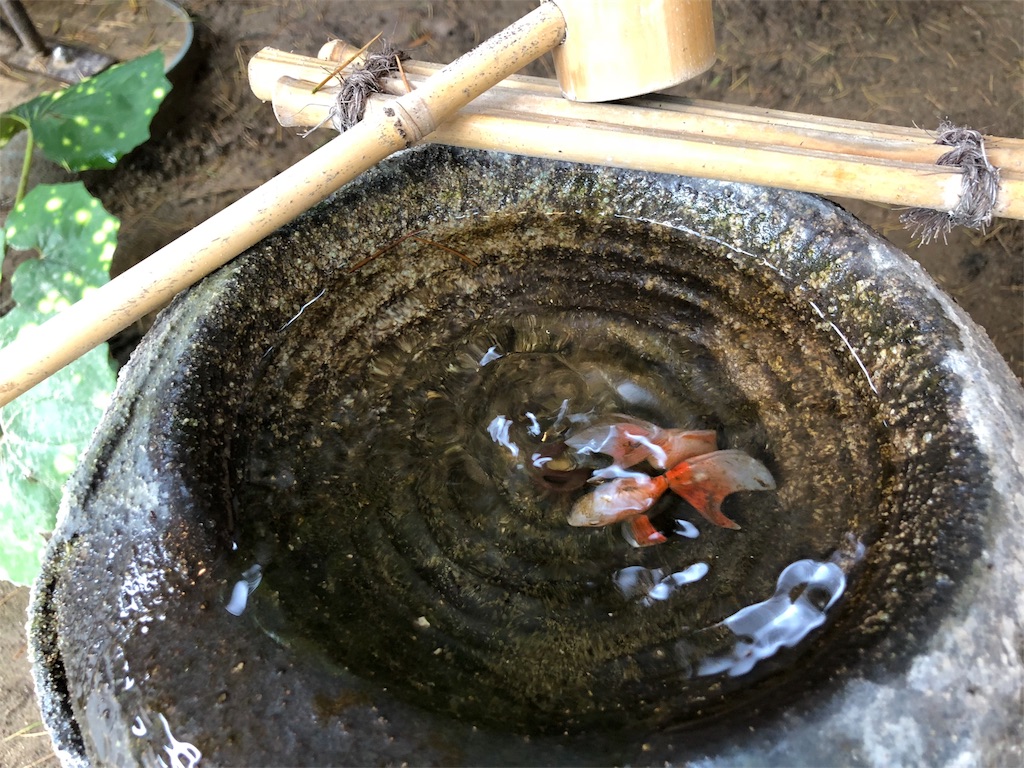 f:id:mamenakae:20180622211750j:image