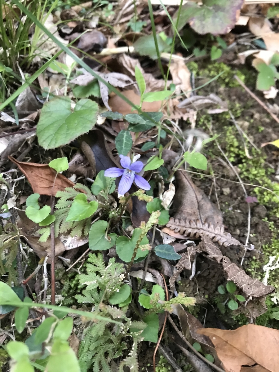 フデリンドウとは 動植物の人気 最新記事を集めました はてな