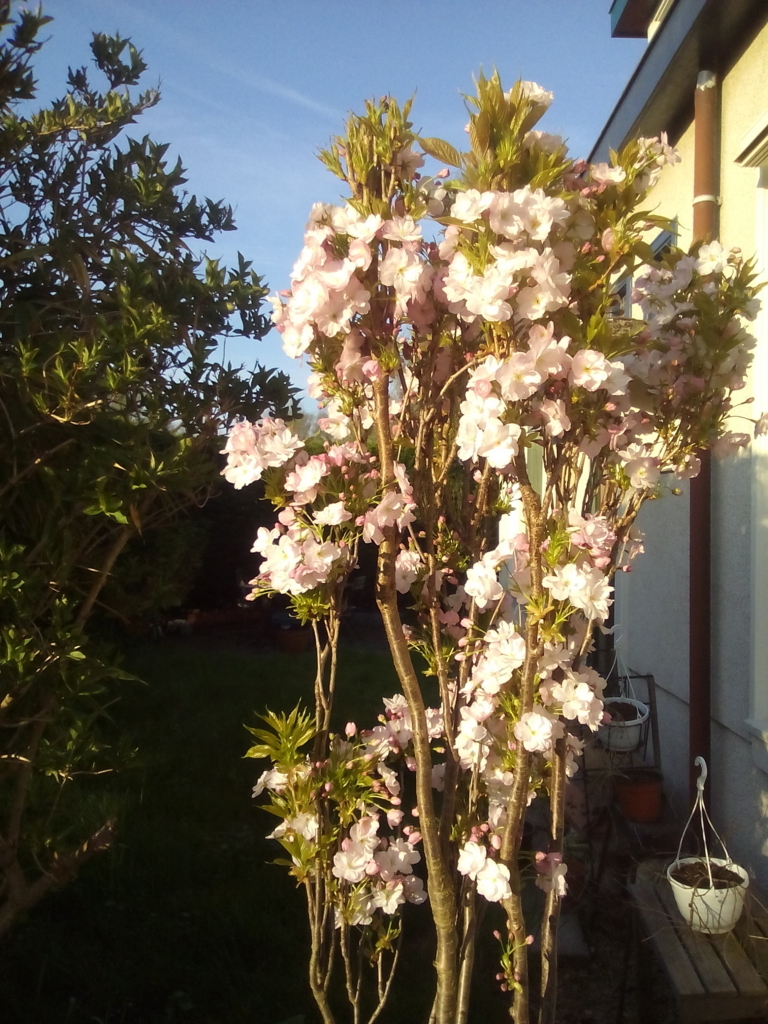 f:id:mameranko:20180430233008j:plain f:id:mameranko:20180430233008j:plain