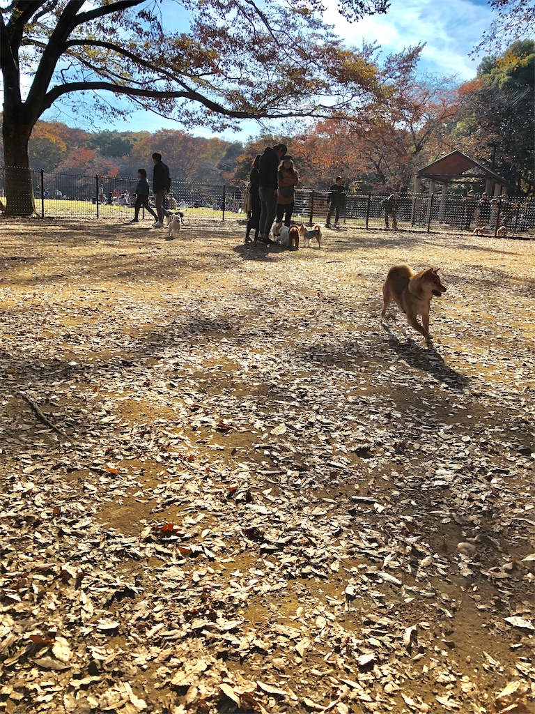f:id:mameshiba_anko:20181128214902j:image f:id:mameshiba_anko:20181128214902j:image