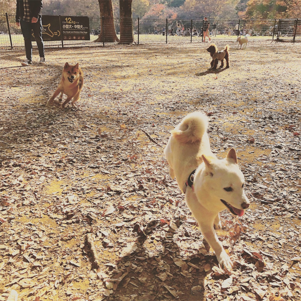 f:id:mameshiba_anko:20181128214910j:image f:id:mameshiba_anko:20181128214910j:image