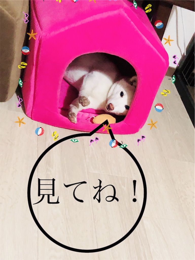 f:id:mameshiba_anko:20181222211948j:image f:id:mameshiba_anko:20181222211948j:image
