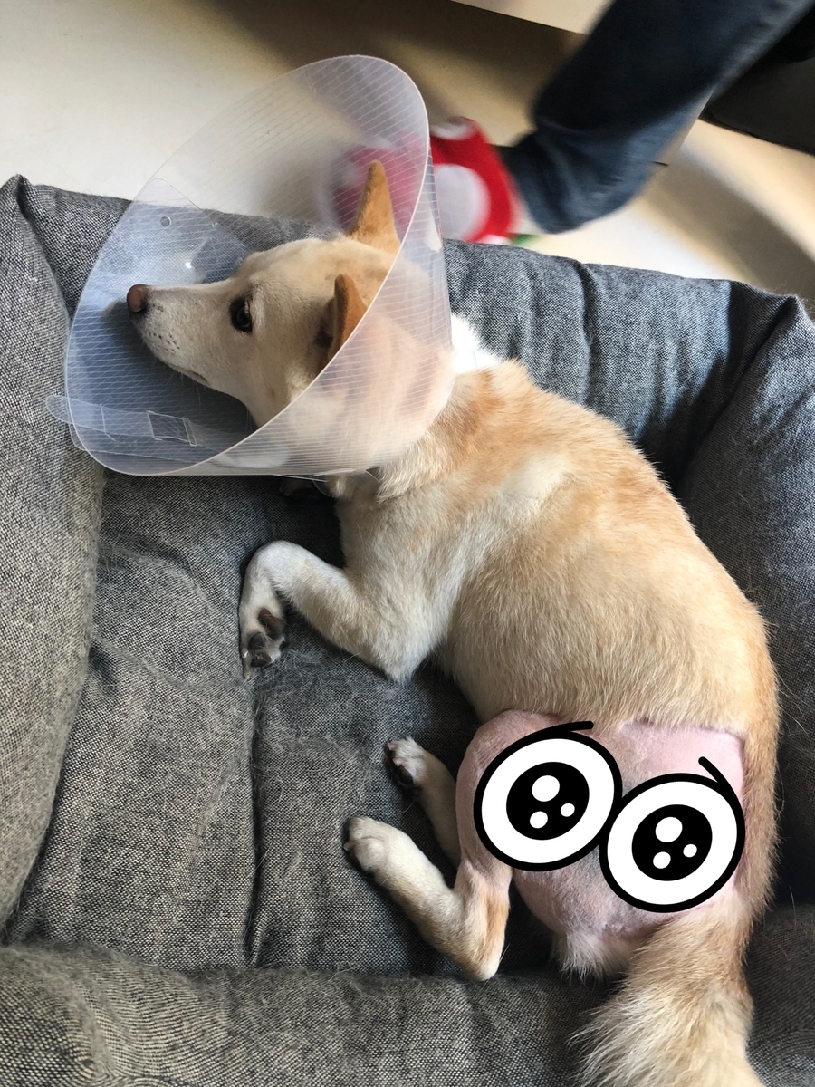 f:id:mameshiba_anko:20190729071705j:plain f:id:mameshiba_anko:20190729071705j:plain