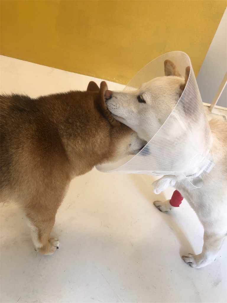 f:id:mameshiba_anko:20190729073054j:image f:id:mameshiba_anko:20190729073054j:image