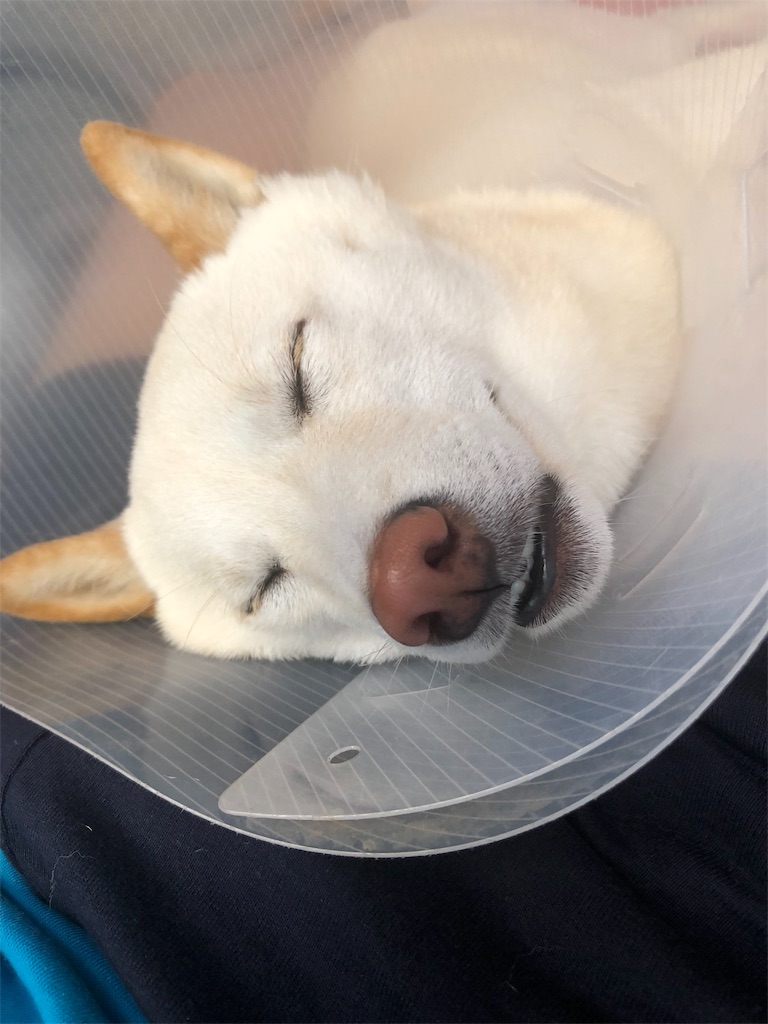 f:id:mameshiba_anko:20190729073139j:image f:id:mameshiba_anko:20190729073139j:image