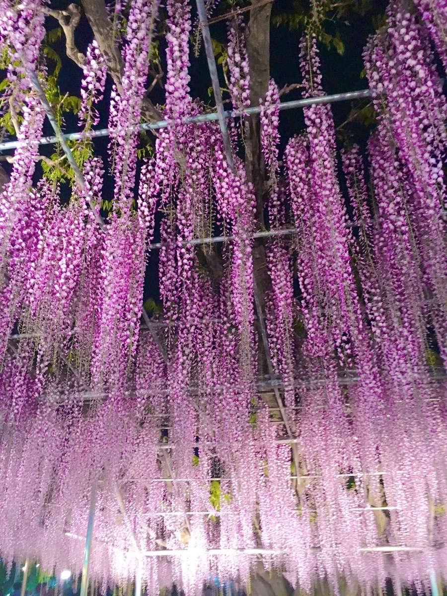 f:id:mamesibaaaa:20190601193203j:plain f:id:mamesibaaaa:20190601193203j:plain