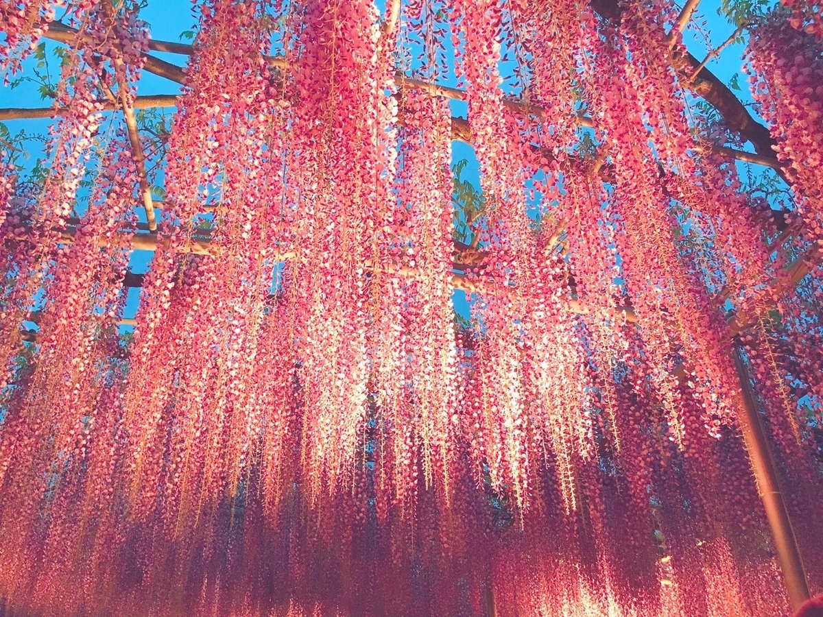 f:id:mamesibaaaa:20190601193227j:plain f:id:mamesibaaaa:20190601193227j:plain