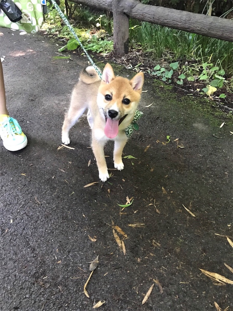 マメ、5ヶ月。３.4キロです！ - 豆しばの マメ日記