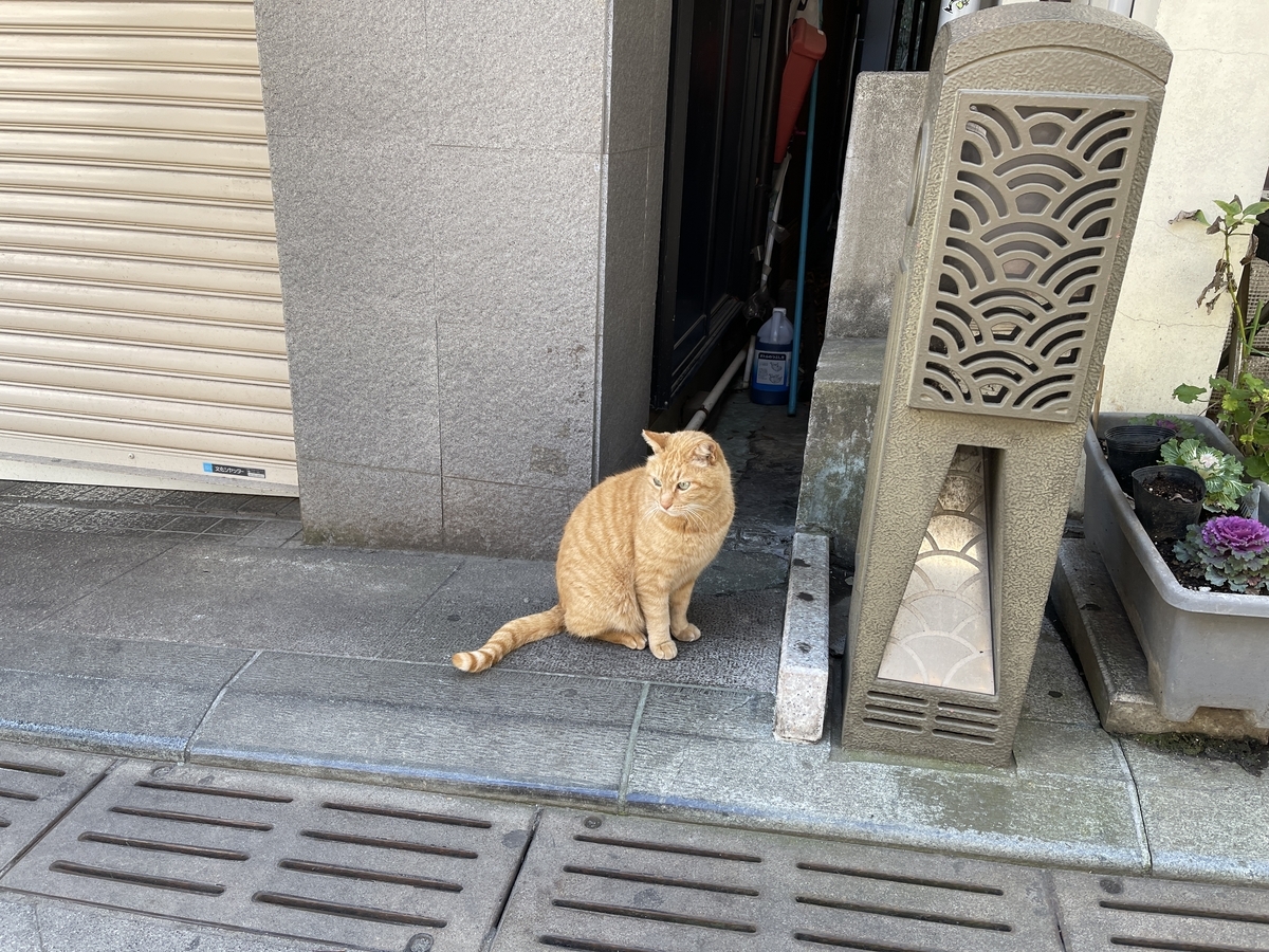 江の島の猫探し🐈神奈川藤沢市で野良猫との出会い - 双極性ゴリラブログ