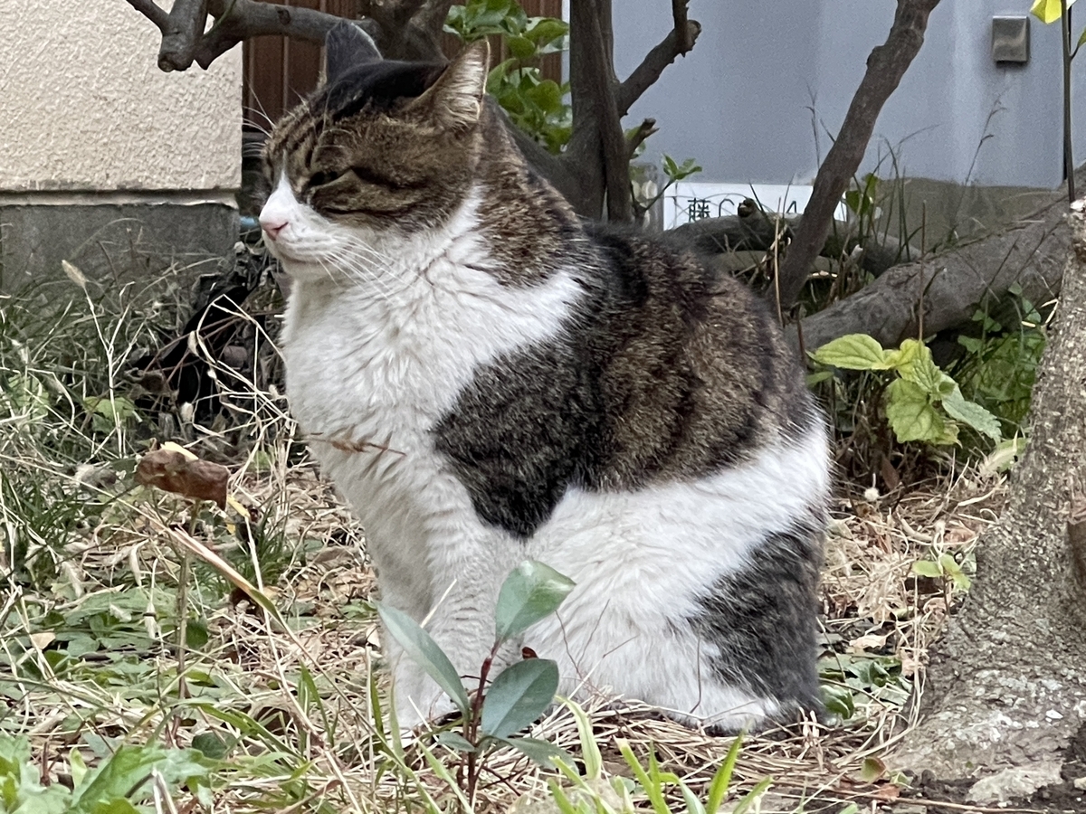 江の島の猫探し🐈神奈川藤沢市で野良猫との出会い - 双極性ゴリラブログ