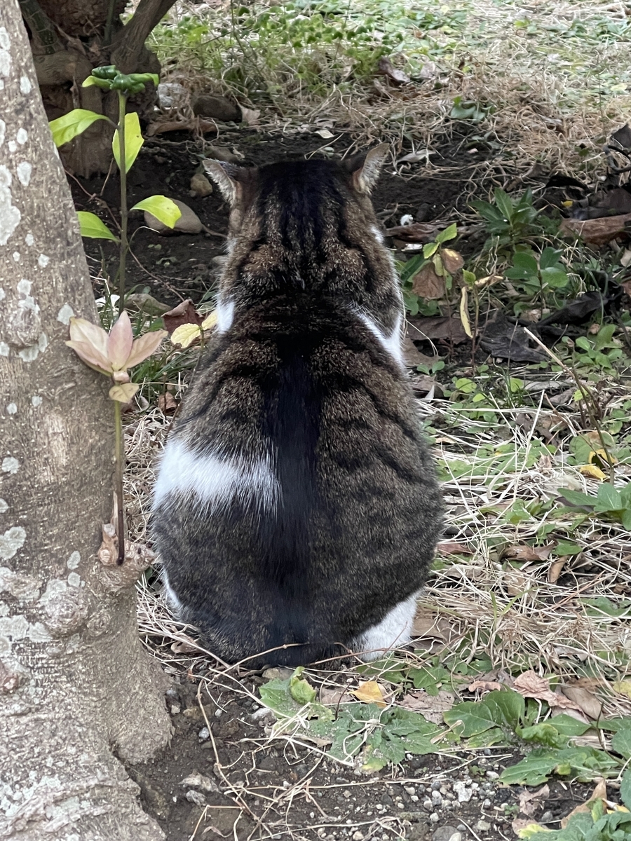 江の島の猫探し🐈神奈川藤沢市で野良猫との出会い - 双極性ゴリラブログ