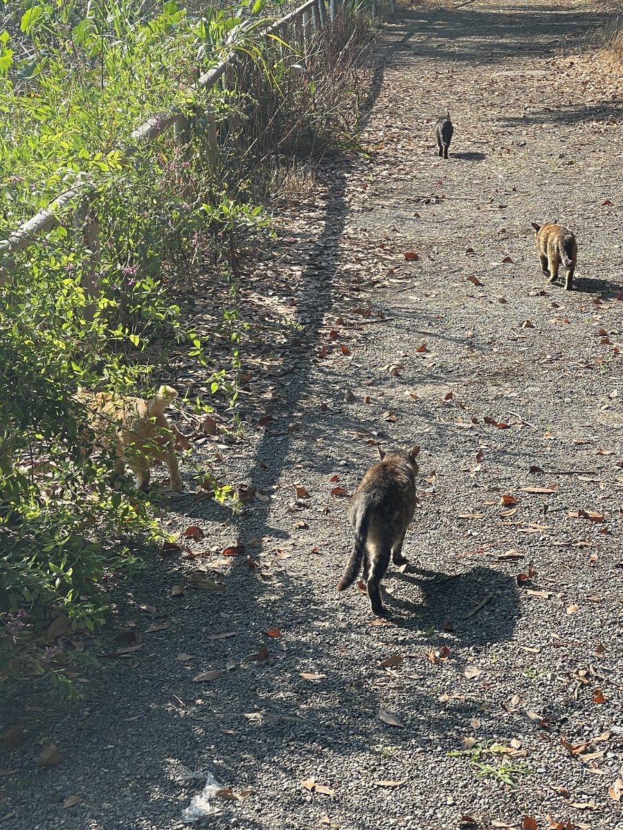 猫語の小説『Meow: A Novel』を本気で読んでみた | ロケットニュース24, image size:900x1200