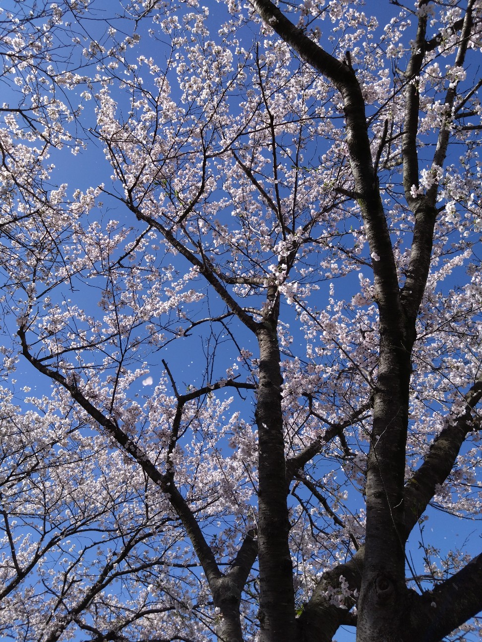 f:id:mametana:20260402195950j:image