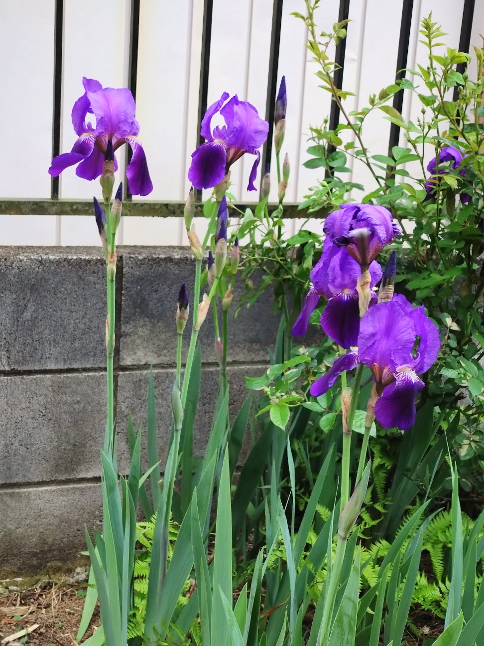 f:id:mametana:20260422200928j:image