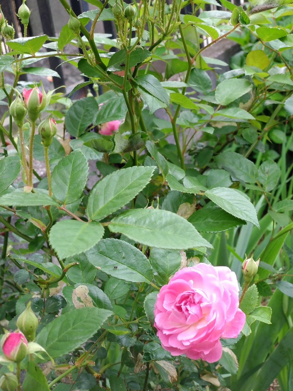 f:id:mametana:20260506132445j:image f:id:mametana:20260506132445j:image