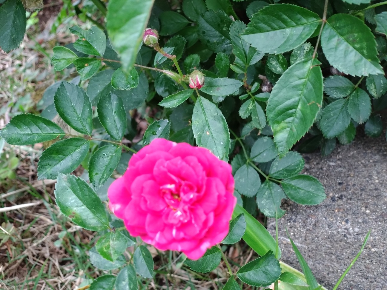f:id:mametana:20260508124702j:image f:id:mametana:20260508124702j:image
