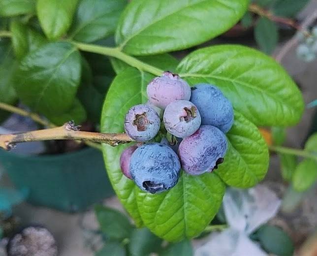 ブルーレイ チャンドラー カロラインブルー一気に収穫 味の感想です まめたつの趣味ブログ