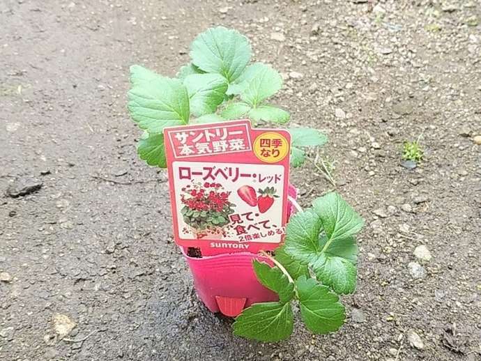 レビュー 今年 ２０２０年 購入したいちご苗 購入ショップはチャーム 園芸ネットプラス まめたつの趣味ブログ