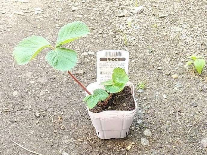 レビュー 今年 ２０２０年 購入したいちご苗 購入ショップはチャーム 園芸ネットプラス まめたつの趣味ブログ