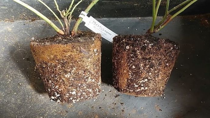 久しぶりに大関ナーセリーからブルーベリーの苗を購入 苗の様子や到着までかかったに日数など まめたつの趣味ブログ