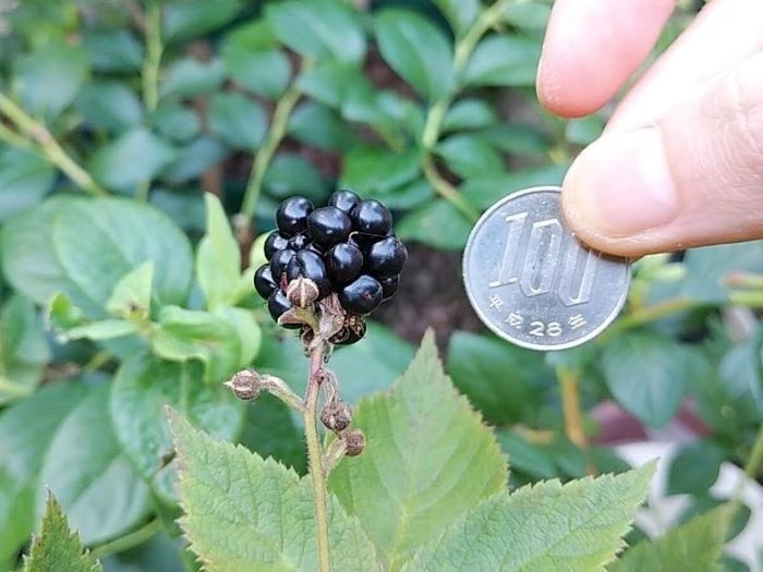 【ブラックベリーページ】 51SCCM8W4FL.jpg