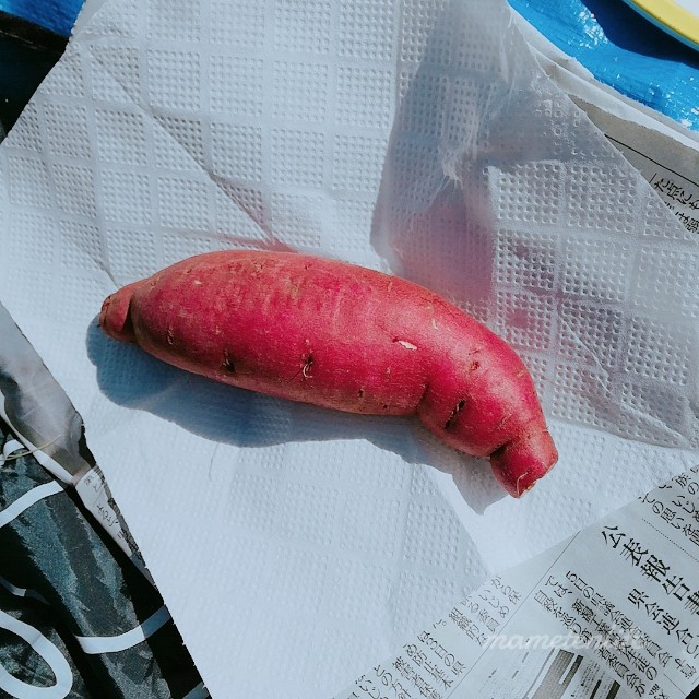 焼き芋を包むところ