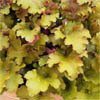 f:id:mamezouya:20060531174219j:image