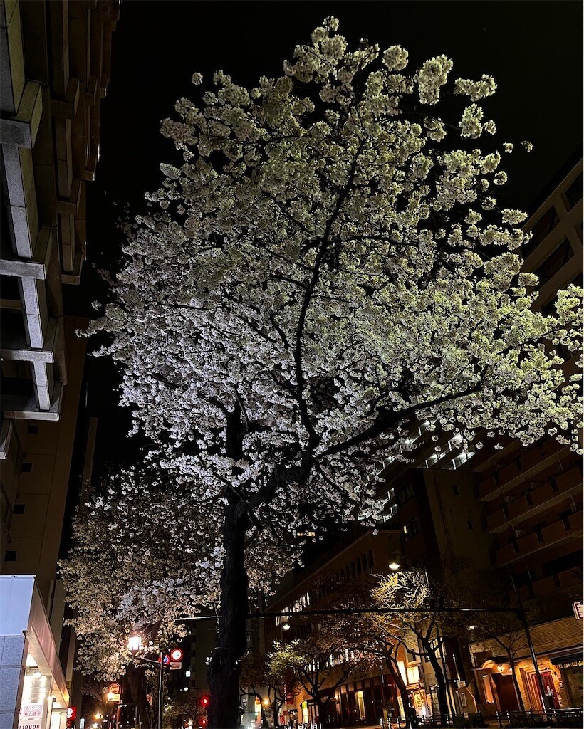 f:id:mamezouya:20230322064849j:image f:id:mamezouya:20230322064849j:image