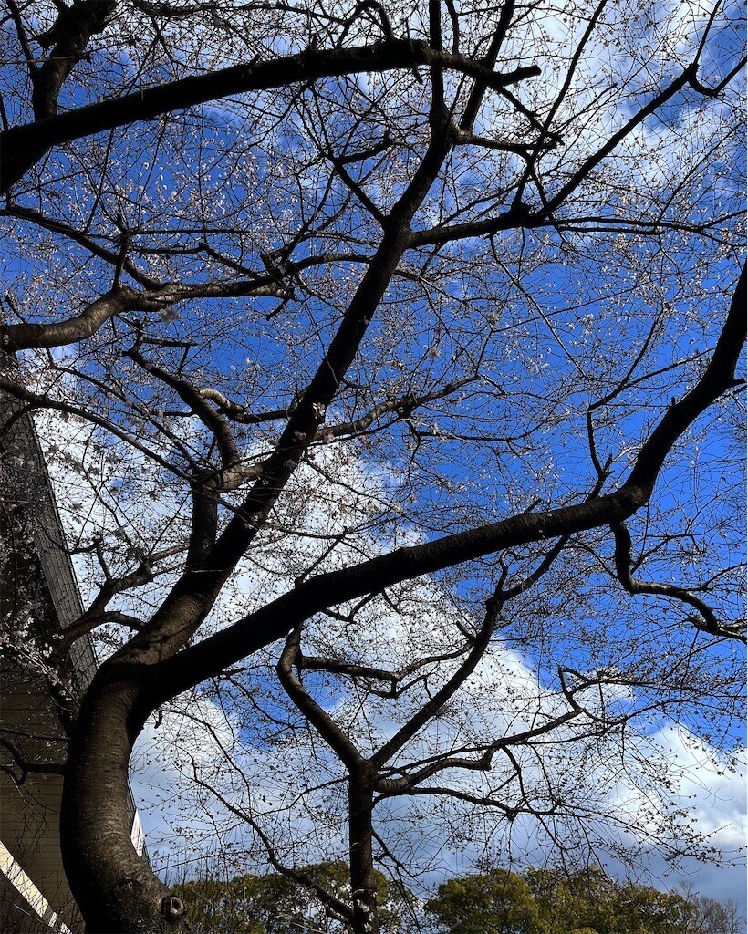 f:id:mamezouya:20240108105756j:image