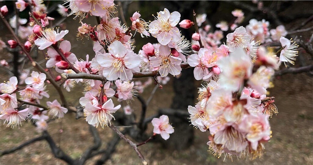 f:id:mamezouya:20240112045319j:image