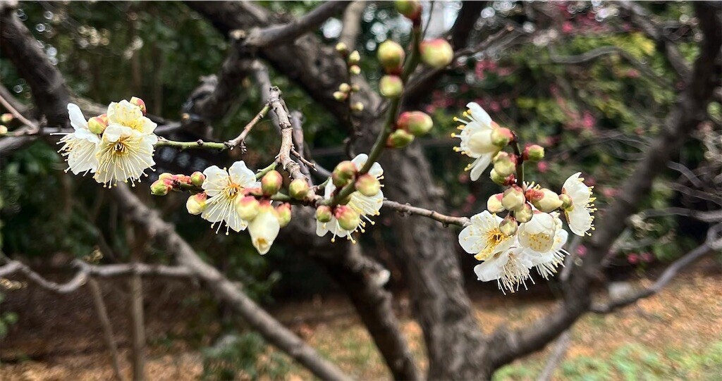 f:id:mamezouya:20240112045322j:image