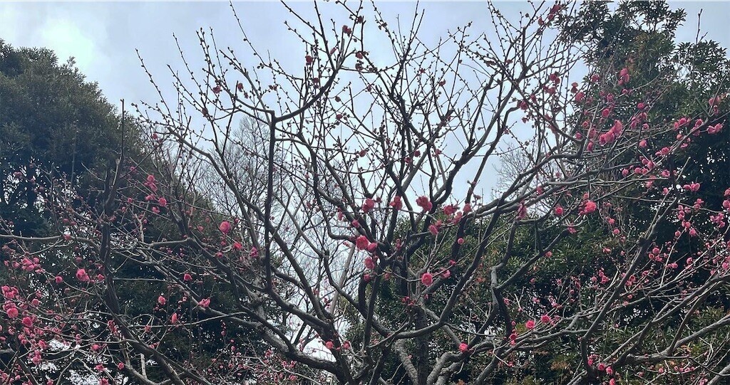 f:id:mamezouya:20240112045334j:image