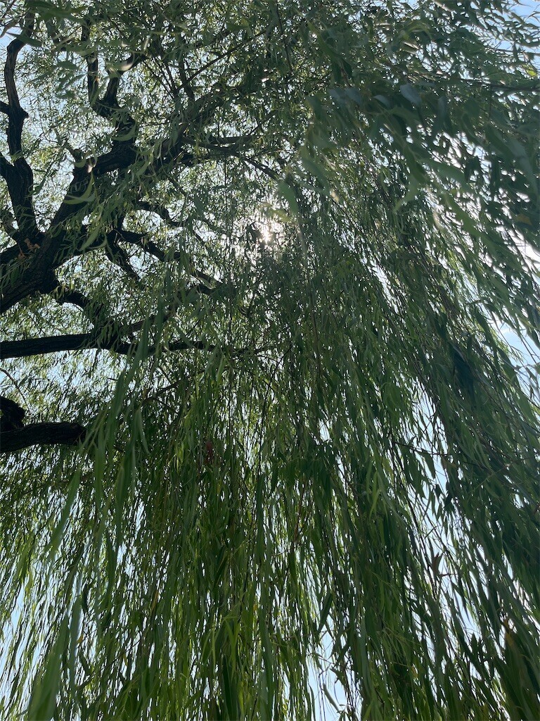 f:id:mamezouya:20250822055400j:image