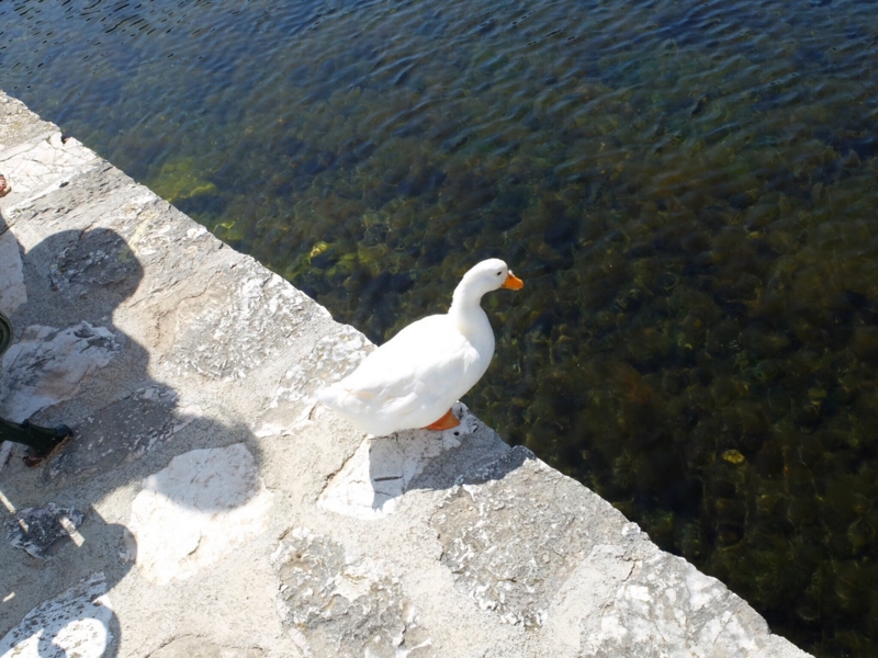 f:id:mamfuj:20150506122508j:plain f:id:mamfuj:20150506122508j:plain