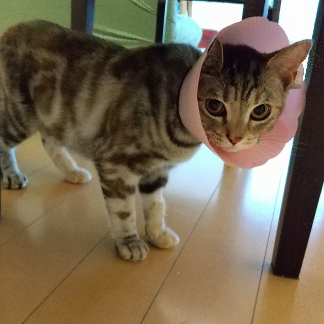 猫の避妊手術とあわせて臍ヘルニアを治そうと思ったら…