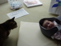 20100404123315
