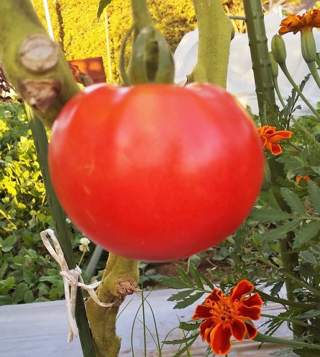 f:id:mamichan-yasai:20190821175123j:plain